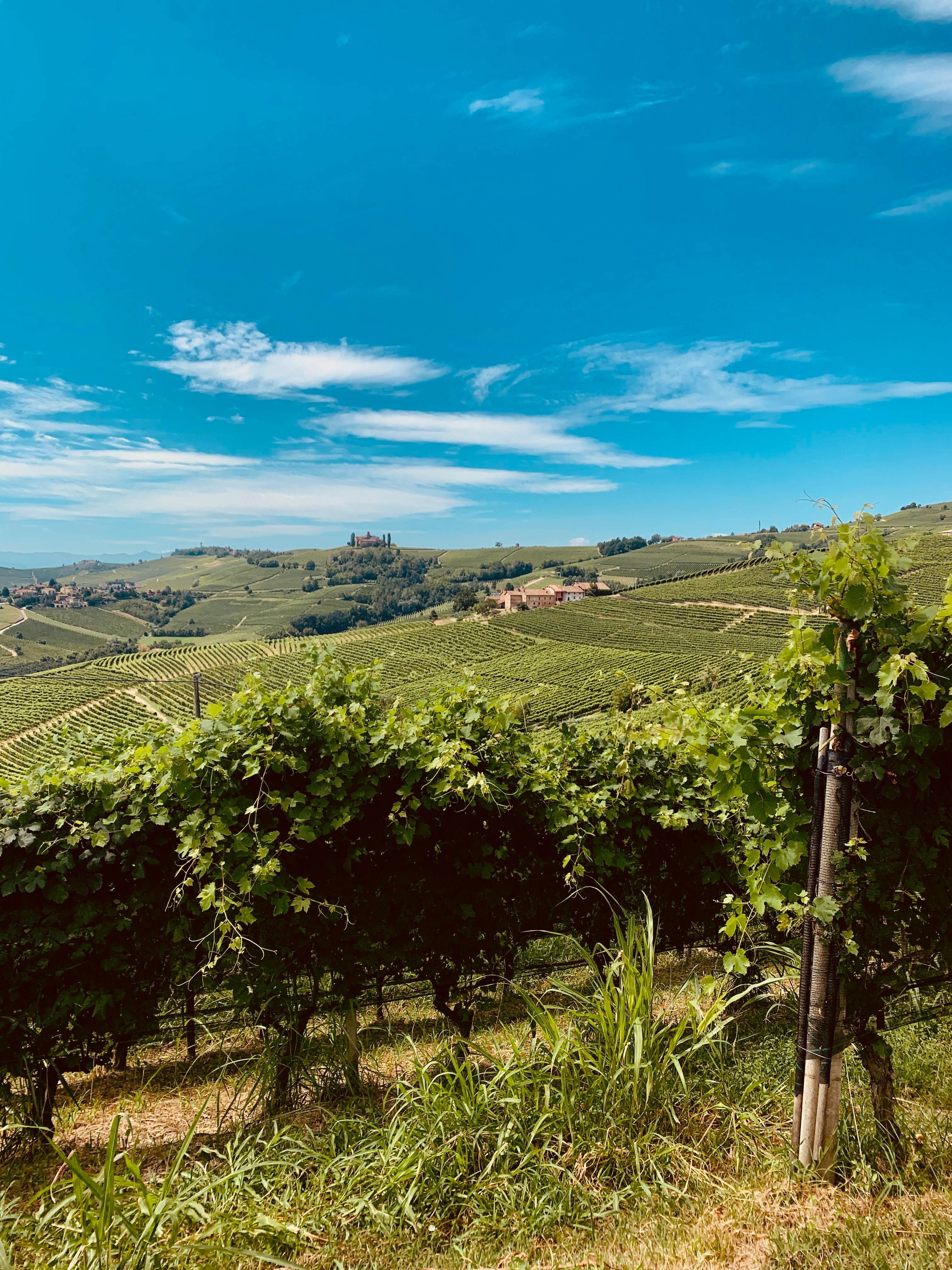 Mat og Vinkultur i Piemonte
